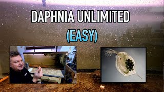 How I Raise Daphnia Water Fleas And You Can Too [upl. by Luna611]