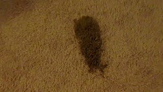 Cleaning SLIMY DIARRHEA DOG POOP FROM THE CARPET TURD STAIN REMOVAL [upl. by Gudren]