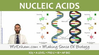 Chemicals of Life  Nucleic Acids  Post 16 Biology A Level PreU IB AP Bio [upl. by Aneroc]