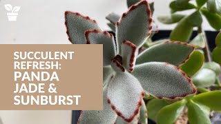 Succulent Propagation Kalanchoe Tomentosa quotPanda Plantquot  Aeonium Sunburst  Jade Plant Rescue [upl. by Llenrahc]