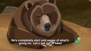 How Do Bears Hibernate [upl. by Allebara63]