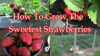 How To Grow The Sweetest Strawberries Ever [upl. by Stephani]