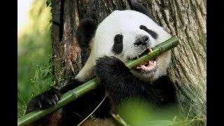 Top 10 Giant Panda Facts  Animal Fun Facts  WWF [upl. by Onitram]