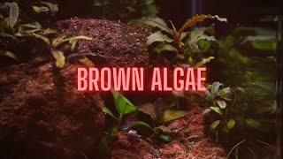 AQUARIUM ALGAE GUIDE Ep 2 Brown Algae  Diatoms [upl. by Hagai]