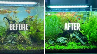 HOW TO HAVE AN ALGAE FREE AQUARIUM [upl. by Ahsinra556]