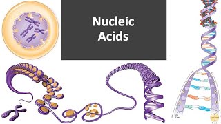 Nucleic Acids [upl. by Neelav]