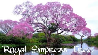 Royal Empress Tree  Paulownia tomentosa  Fastest Growing Tree In The World Paulownia [upl. by Eittak471]