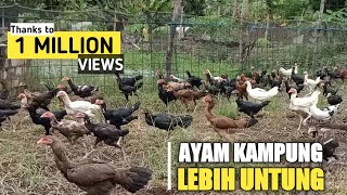 SUKSES TERNAK RATUSAN AYAM KAMPUNG DENGAN KANDANG SEMI INTENSIF UNTUNG JUTAAN PERBULAN [upl. by Nickolaus]