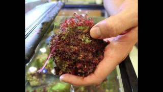 Why study Red Algae [upl. by Isnan534]