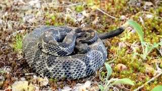 Timber Rattlesnake Rattling [upl. by Mossolb996]