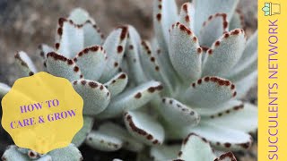 How To Grow amp Care For Kalanchoe Tomentosa Panda Plant [upl. by Benjamin88]