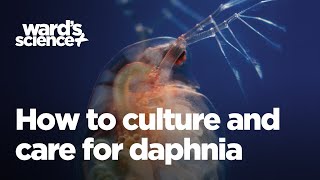 Caring and Culturing for Daphnia [upl. by Onaivlis]