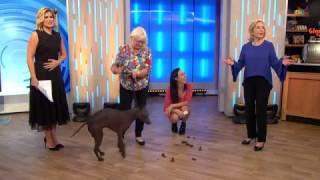 Dog Does A Poo LIVE On Studio 10 [upl. by Nahs]