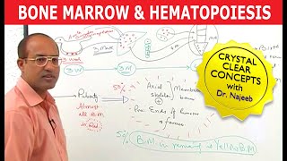 Bone Marrow and Hematopoiesis  Blood Cells Formation [upl. by Adabel973]