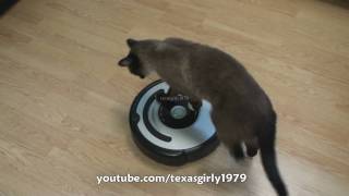 Cat shows HOW TO use iRobot Roomba Vacuum [upl. by Gnuhc]