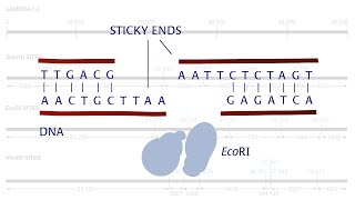 DNALC Short Restriction Enzymes [upl. by Odlavso307]