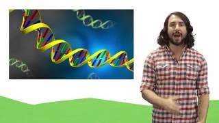 Nucleic Acids DNA and RNA [upl. by Ithaman]