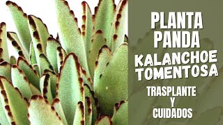 Kalanchoe tomentosa Trasplante y cuidados  PLANTA PANDA [upl. by Byram760]