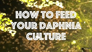 How To Feed Your Daphnia Culture [upl. by Dorreg]