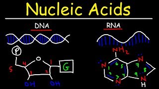 Nucleic Acids  RNA and DNA Structure  Biochemistry [upl. by Annahsohs]