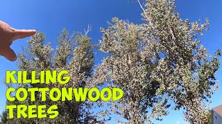 How to KILL COTTONWOOD Trees [upl. by Ahsien]