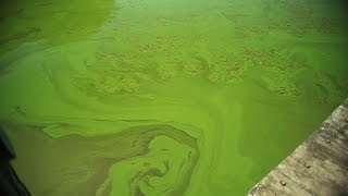 What Causes Killer Algae [upl. by Hilar160]