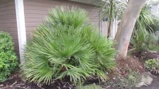 Growing Mediterranean Fan Palm in Canada [upl. by Atsev302]