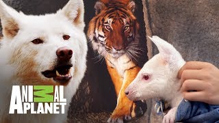 Los animales más sorprendentes de Dr Jeff  Dr Jeff Veterinario  Animal Planet [upl. by Nnylarac]