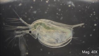 Daphnia magna under the Microscope [upl. by Kus]