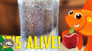 How to culture Vinegar Eels The EASY Way Live Fish Food [upl. by Ytima]