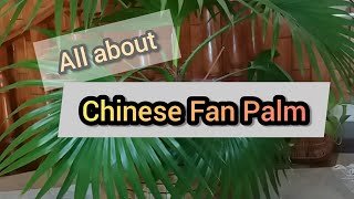 Chinese Fan Palm plant  Indoor houseplant  Care and maintenance [upl. by Akcire834]