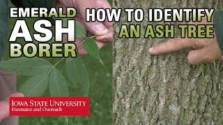 How to Identify an Ash Tree [upl. by Sairu494]