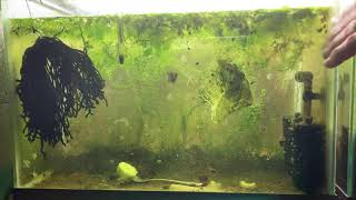 Scuds Daphnia Cherry Shrimp Copepods My aquatic food culture [upl. by Woolson]