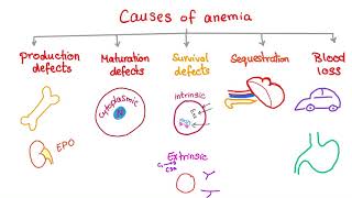 Anemia  Causes and Mechanisms  Fatigue and Pallor  Hematology Series [upl. by Notsag4]