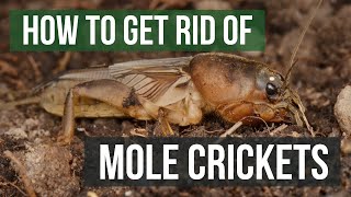 How to Get Rid of Mole Crickets 4 Easy Steps [upl. by Mercedes]