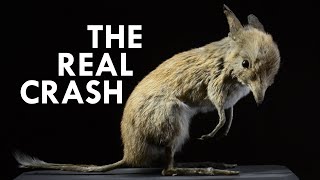 Bandicoot The Real Life Crash [upl. by Honor]