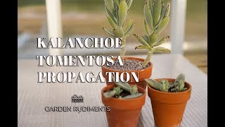 Kalanchoe Tomentosa Propagation [upl. by Chrissie289]