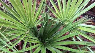 The European Fan Palm  Chamaerops humilis [upl. by Durarte]