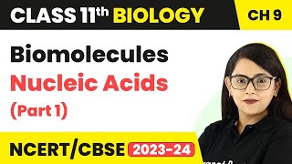 Biomolecules Class 11 Biology Nucleic AcidsNucleic Acids Class 11 BiologyClass 11 Biology Part 1 [upl. by Krid]