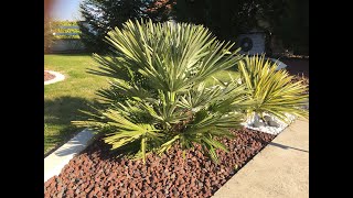 chamaerops humilis vulcano palmier nain [upl. by Jowett]