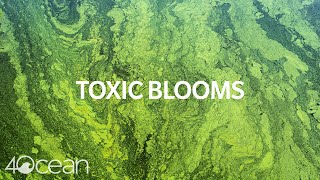 Toxic Algae Blooms [upl. by Yeldoow]