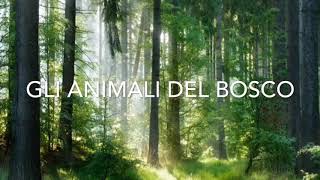 Gli animali del bosco [upl. by Antonina503]