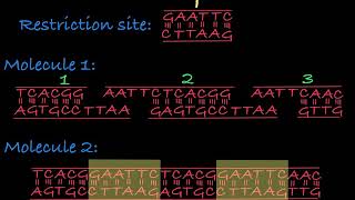 Restriction Enzymes Restriction Endonucleases [upl. by Grati473]