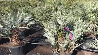 Chamaerops humilis ‘Cerifera’ [upl. by Holland]