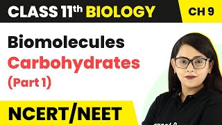 Carbohydrates Part 1 Class 11 Biology  Biomolecules Carbohydrates  Class 11 Biology [upl. by Modesta257]