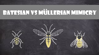 Batesian vs Mullerian Mimicry  Animal Behaviour [upl. by Ranee794]