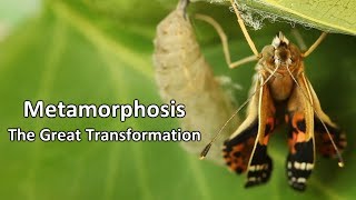 Metamorphosis  The Great Transformation [upl. by Hutchinson]