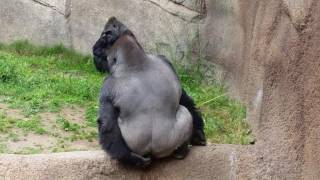 Gorilla makes Poop Great Again [upl. by Ned]