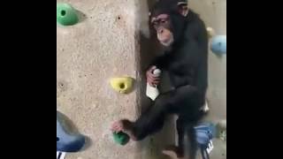 Watch This Chimpanzee Rock Climbing [upl. by Oicapot]