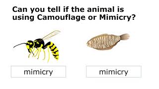 Animals using mimicry and camouflage [upl. by Hatcher459]